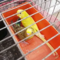 یه جفت مرغ عشق بالغ