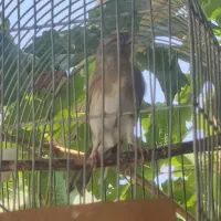 جوجه سهره قناری بخون