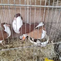چپ کاکول.خال کاکولی.کلاغ کربلایی ماده.