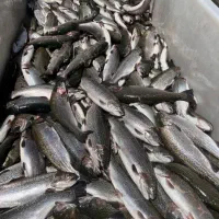 قزل آلای چشمه حراج فوری