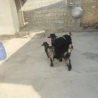 حیوانات
