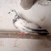 کبوتر|پرنده|سردرود, |دیوار