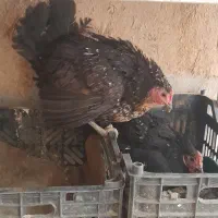مرغ کروک ( گلین اصیل )