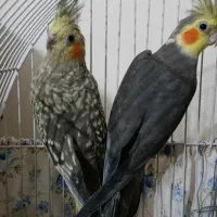 عروس هلندی جفت مولد این تکی هم جوجشونه