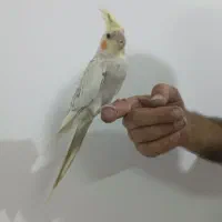 دوعدد عروس هلندی ماده بامزه