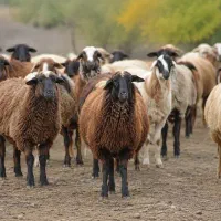 گوسفند زنده پروار جهت قربانی