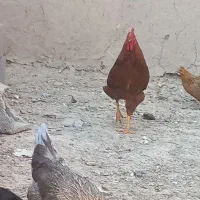 مرغ|حیوانات مزرعه|خمینی‌شهر, |دیوار