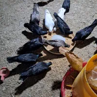 کبوتر چشم تلسکوپی