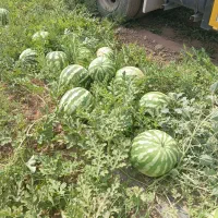 هندوانه در محل درجه یک 15هزار