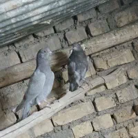 کفتر پلاکی