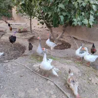 غاز محلی نر و ماده بالغ