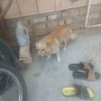 سگ باهوش زرنگ