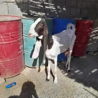 فروش بزگلابی