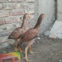 جوجه خروس وماکیان