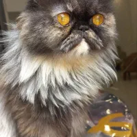 گربه پرشین ماده آماده جفت گیری