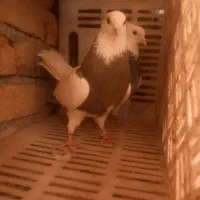 کبوتر