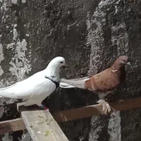 کبوترپرشی سالم