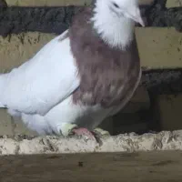 کبوتر|پرنده|باوی, |دیوار