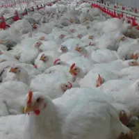 شراکت-اجاره-مرغداری
