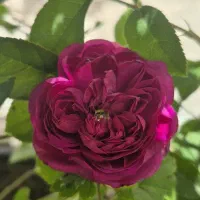 گل محمدی دائم گل