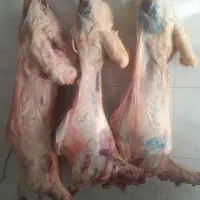 لاشه میش جوان فقط ۸۵۰