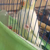 عروس هلندی نر