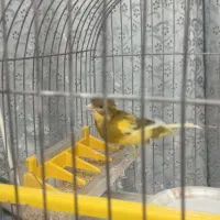 قناری|پرنده|اصفهان, شاهزاده ابراهیم|دیوار