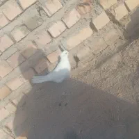 تعدادی کفتر عروسک مفت