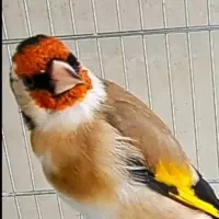 سهره سیاه مشهدی جوجه قناری مرغ عشق
