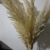 گل پامپاس همراه گلدون