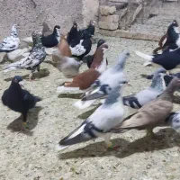 30تا کبوتر پرنده فروشی