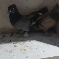 کفتر جفت پاپر کاکلی