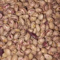 ۸۰ تا ۹۰ کیلو لوبیا چیتی درجه یک