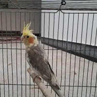 عروس هلندی نر
