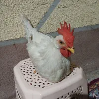 خروس