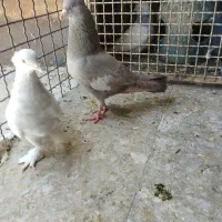 سرک سوسنی