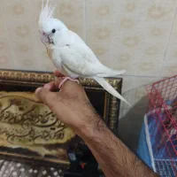پرنده|پرنده|چغادک, |دیوار