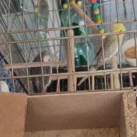 یک جفت عروس هلندی جفت سالم