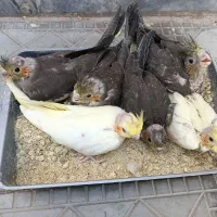 عروس هلندی گم شده