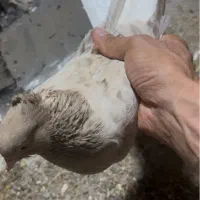 کوهی کرم اشعل قهوایی دم سفید