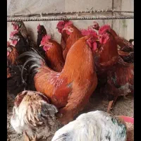 خروس ومرغ قربانی
