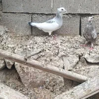 ماده پلنگ کرمانی