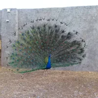 طاووس تخمگذار