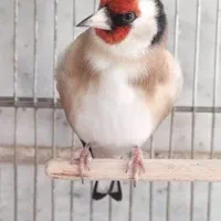 سهره نر ۳ ساله رام دستی بخون لر