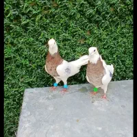 کبوتر طوقی