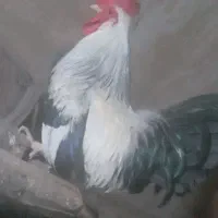 خروس اهلی دم سبز سیاهی