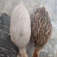 مرغ شاخدار