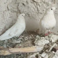 کبوتر