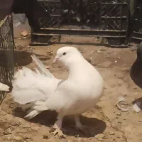 کفتره سفیده نره دم چتری