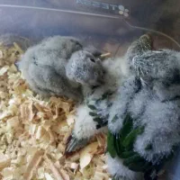 جوجه گرینچک سرلاکی